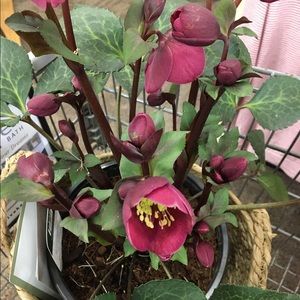 Meet your Posher, Pam